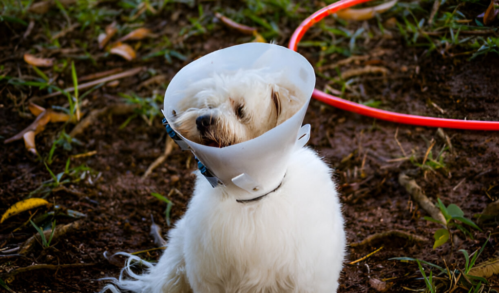 Key Features of the Vet One Clinic Collar 25 cm