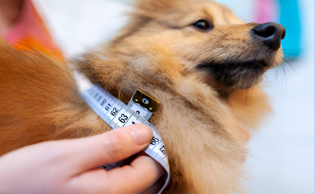 Measure Your Pet’s Neck