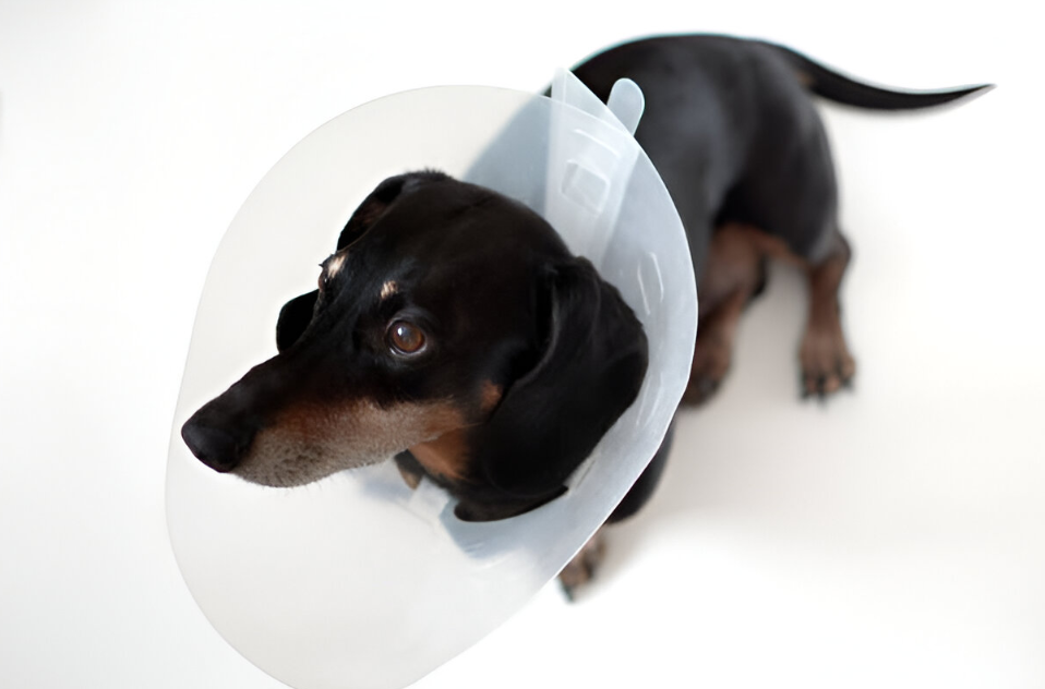 How Long Should Your Pet Wear the Vet One Clear Cone?