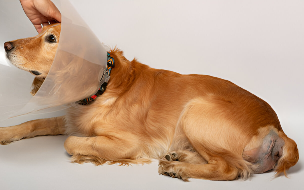 Signs Your Pet is Ready to Have the Cone Removed