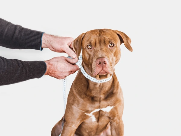 Measure Your Pet's Neck Size