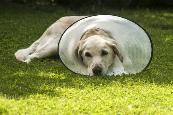 Put the Collar on Your Pet