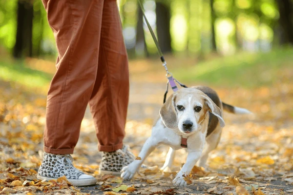 Monitor Your Pet’s Behavior