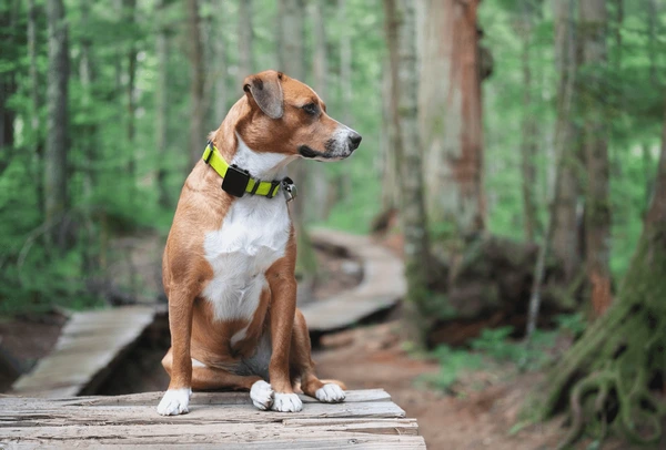 Portability and Flexibility of Dog's Collar