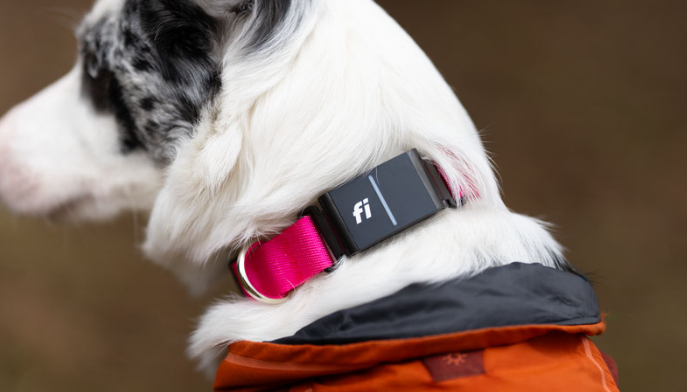 GPS pet trackers