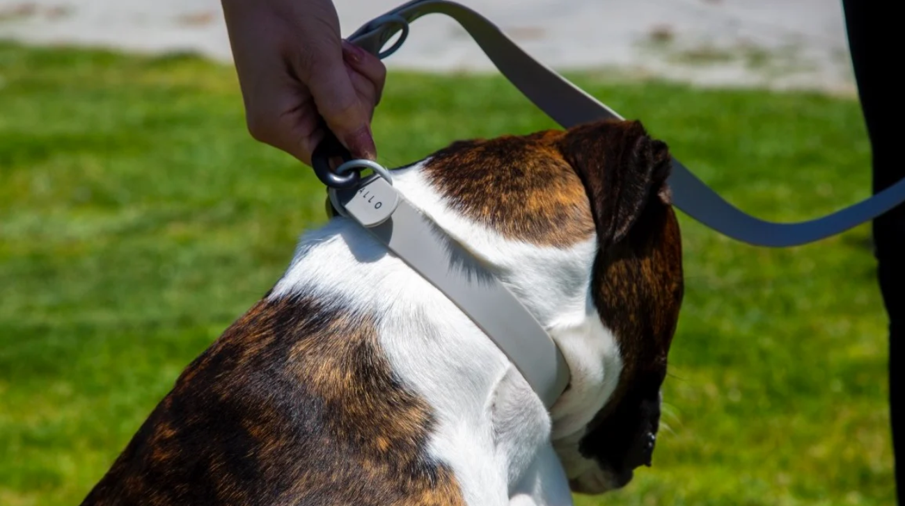 How to Use a Leash: