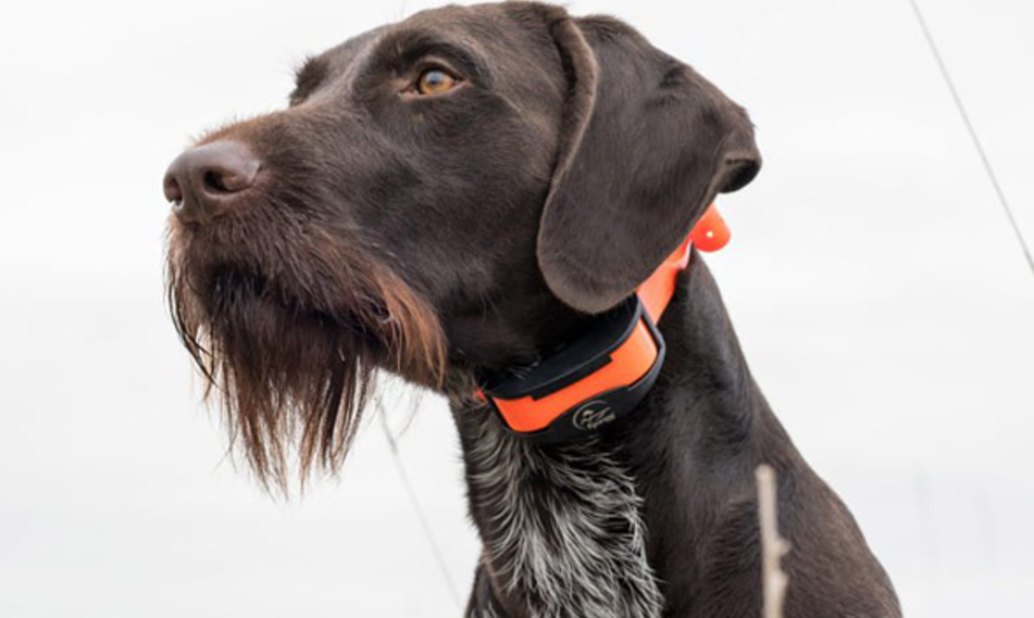 How to Use a Shock Collar for Dog Training