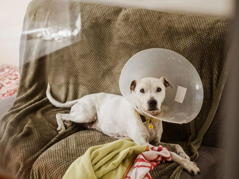 Helping Your Pet Adjust to the Vet One Cone