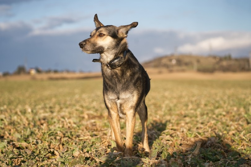 Training Requirements of dog fence