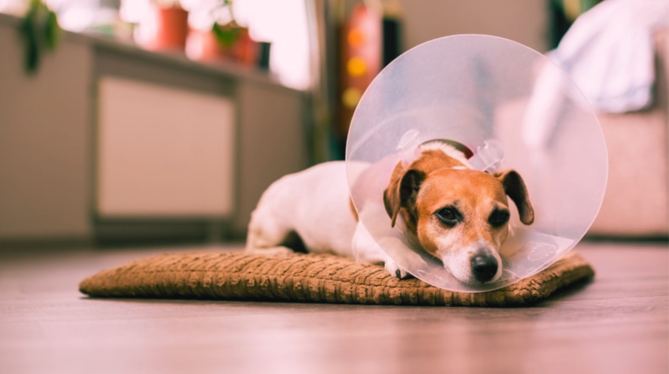 Why Does Your Dog Need a Cone After Neutering