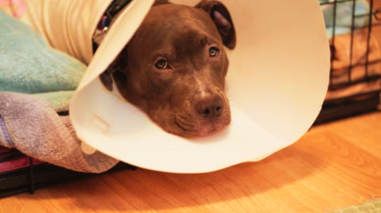 How to Help Your Dog Heal Faster After Neutering