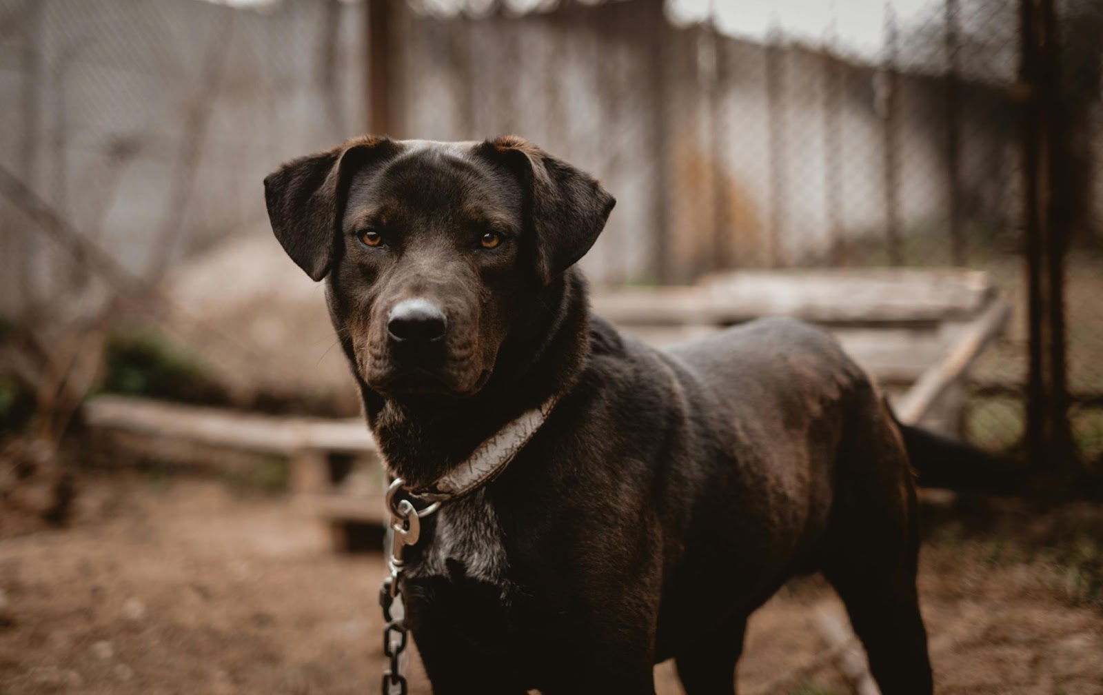 The Psychological Impact of Shock Collars