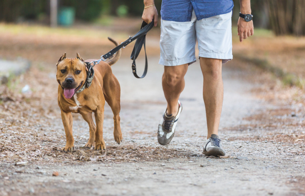 The Right Gear for Dog Walking Safety