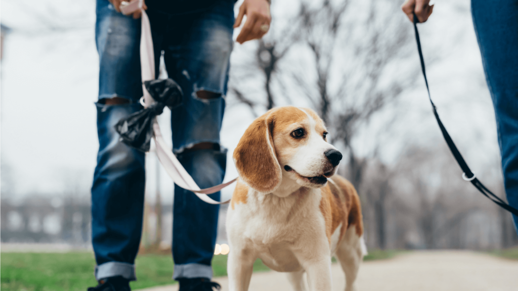 Classifying Dog Leash Laws