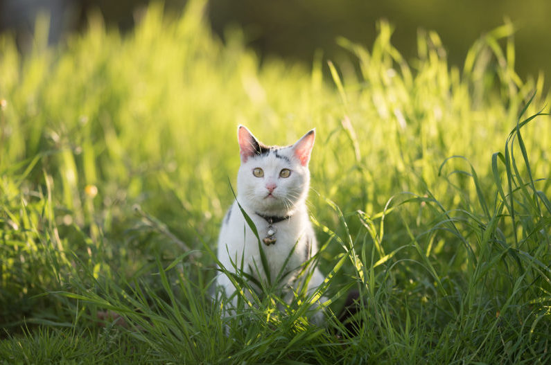 Do Bells Stop Cats From Hunting?