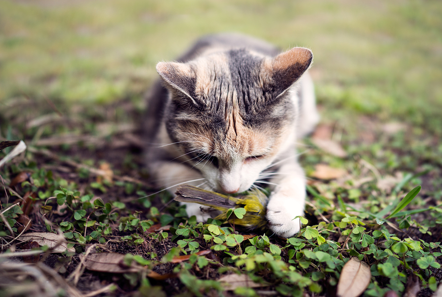 preventing cats from hunting birds