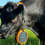 Vermont Farmers Test Virtual Fencing Technology with E Collars for Livestock