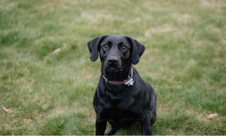 Is It OK To Use A Dog Shock Collar On My Pup?