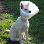 What is An E Collar For Dogs After Surgery | Guide for Pet Owners