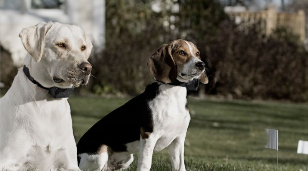 How to Use a Shock Collar for Dog Training