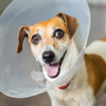 Vet One Cone Instructions: A Beginner’s Guide to Using an E-Collar for Pets