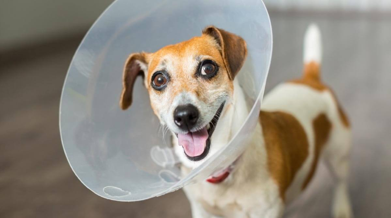 Vet One Cone Instructions: A Beginner’s Guide to Using an E-Collar for Pets