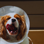 When to Take the Cone Off Dog After Neuter: A Comprehensive Guide