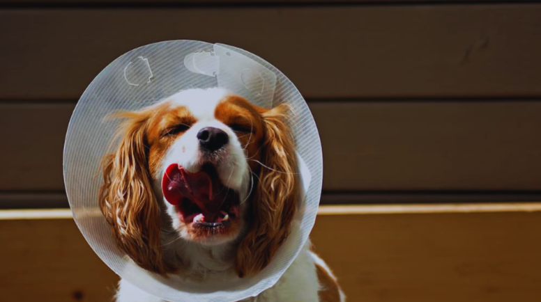 When to Take the Cone Off Dog After Neuter: A Comprehensive Guide