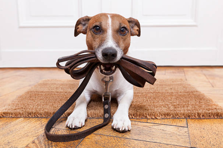 Are Halo Collars Worth It? A Comprehensive Guide for Pet Owners