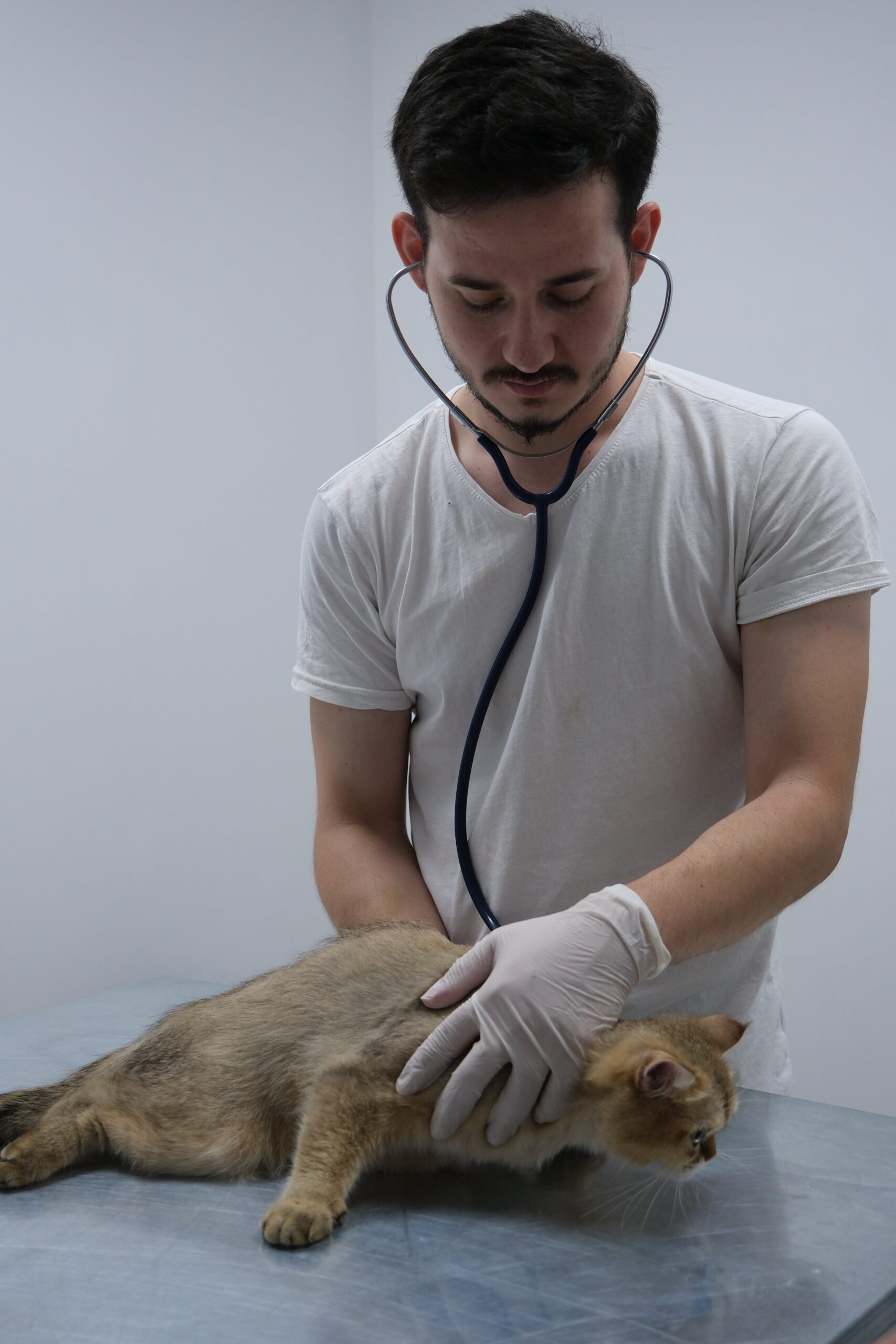 New Kitten Checklist: Here’s How to Prepare For Your Friend…