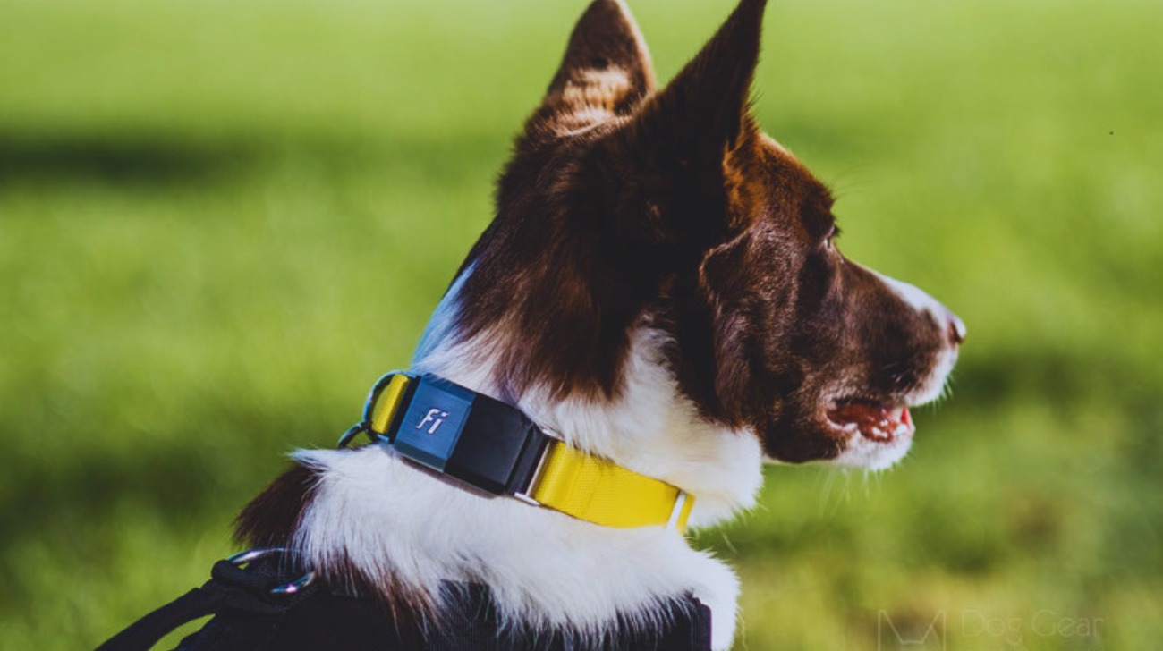 Is the Fi Collar Worth It | Features & Benefits to Know