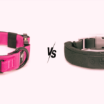 Fi Collar vs Halo Collar: 3 Key Features That Differentiate Them