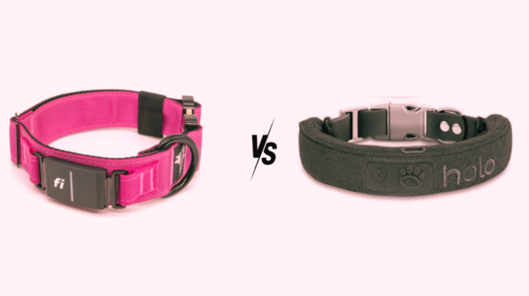 Fi Collar vs Halo Collar: 3 Key Features That Differentiate Them