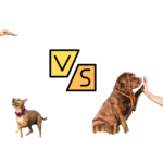 Dog Trainer vs Behaviorist