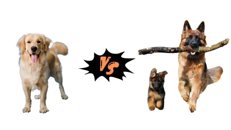 Male Dog vs Female Dog Characteristics