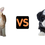 Are Kittens Easier Than Puppies