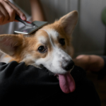 When to Use Which Types of Dog Grooming Brushes