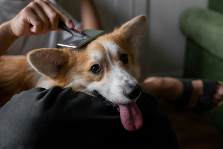 When to Use Which Types of Dog Grooming Brushes