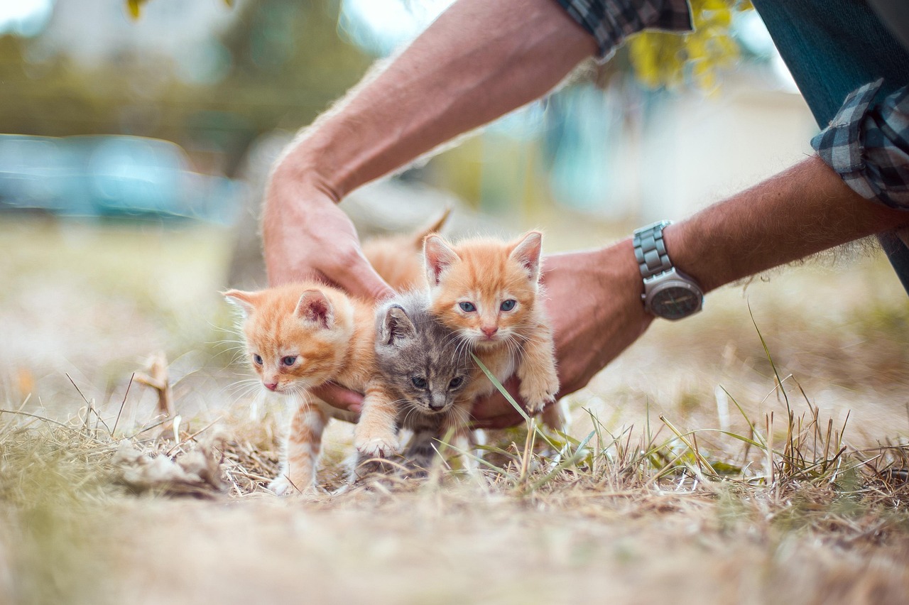 Ways to Do Kitten Grooming