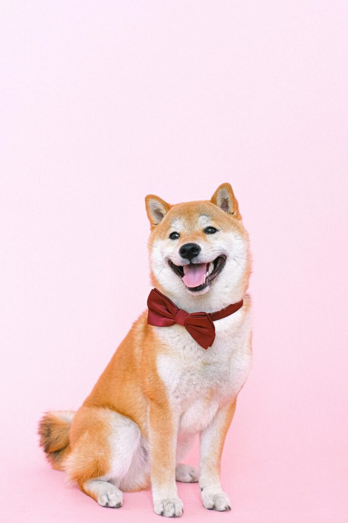 Step-by-Step Guide to Making a Bow Tie for Your Dog