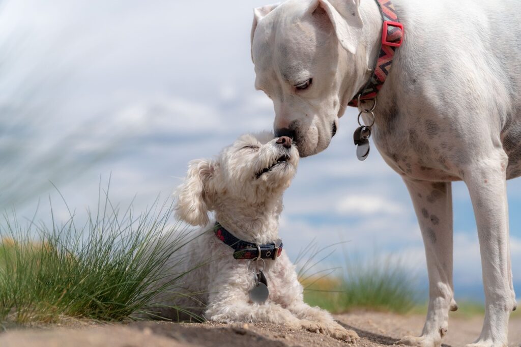 When to Choose a Female Dog