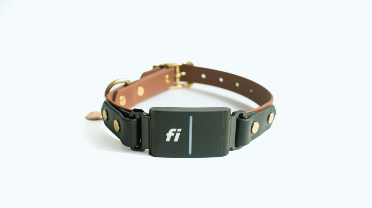 Understanding the Fi Dog Collar