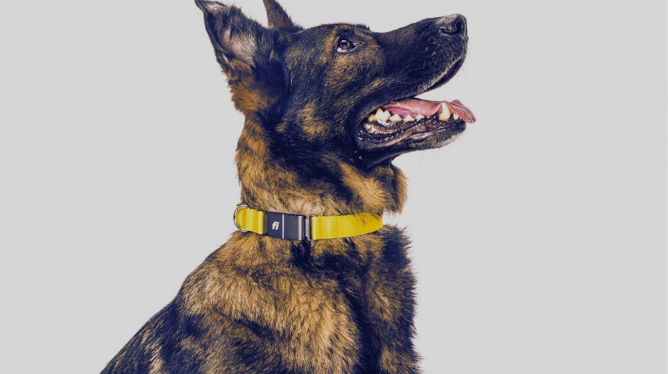 Fi Dog Collar Subscription Cost