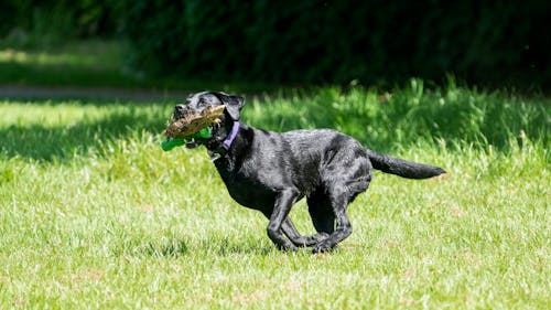 Comparing Halo Collar with Other Smart Collars