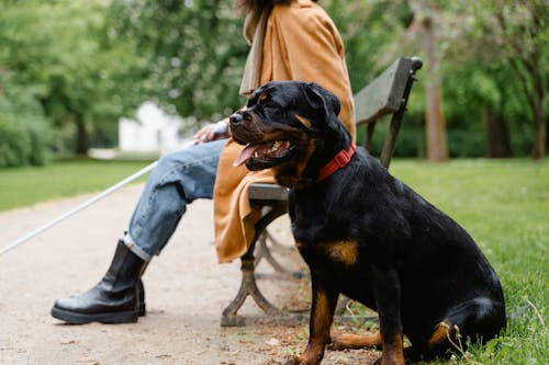 Costs Associated with the Halo Collar