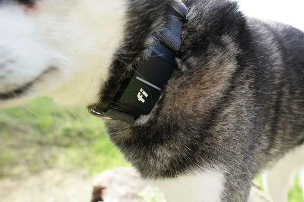 Is the Fi Dog Collar Worth the Monthly Cost