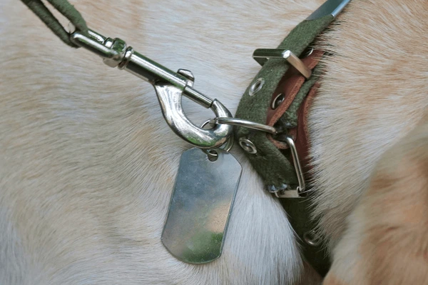 Causes of Dog Collar Strangulation