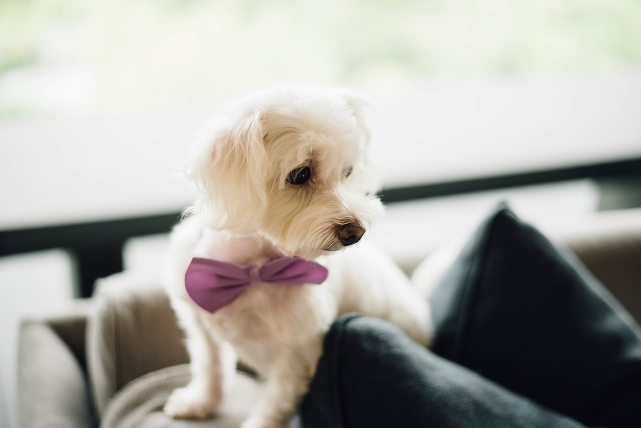 Why Sew Your Own Dog Bow Tie
