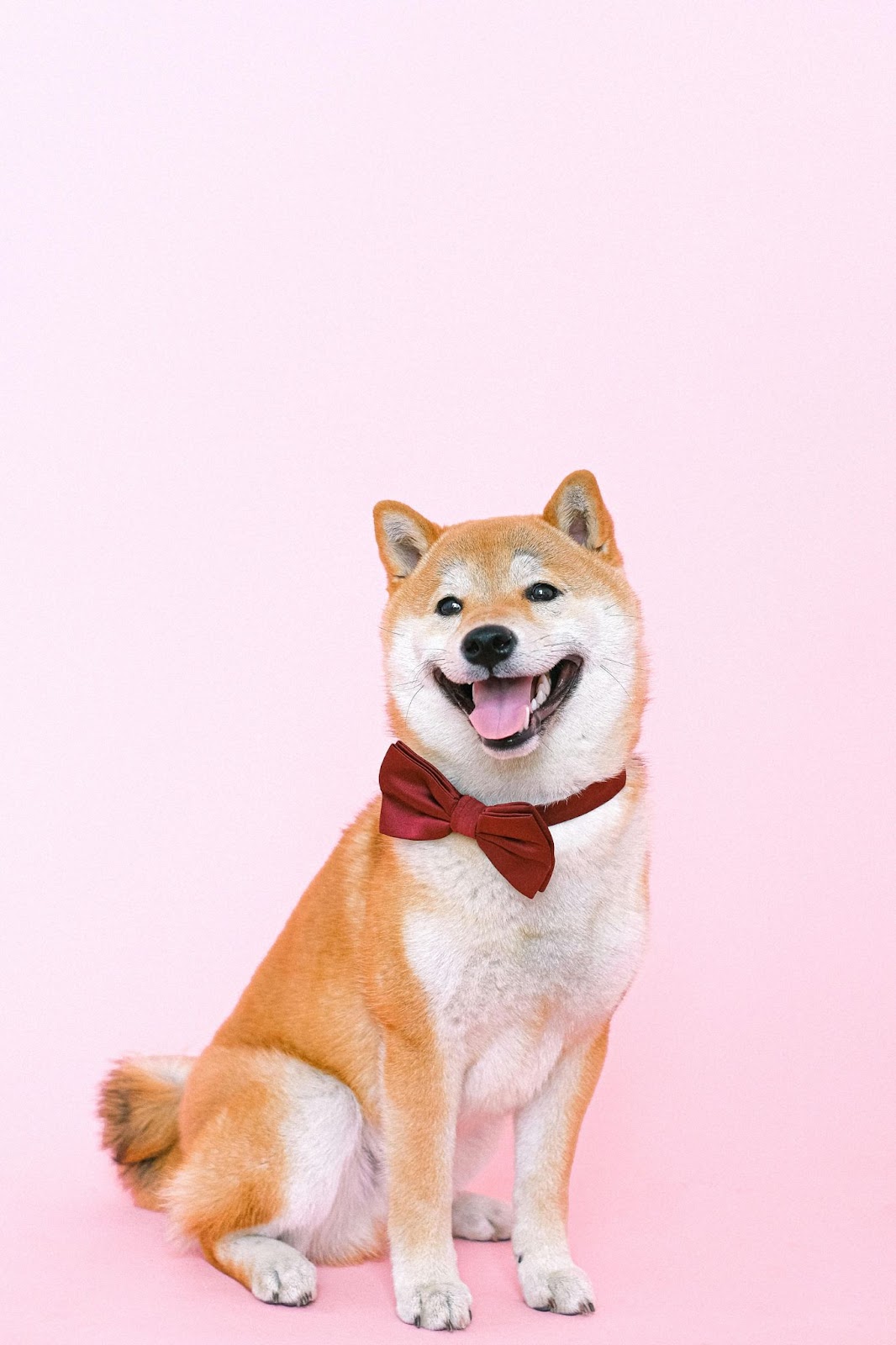 Step-by-Step Guide to Making a Dog Bow Tie