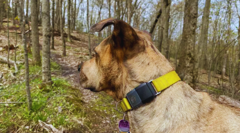 Fi Dog Collar Subscription Cost | 3 Different Plans For You